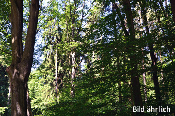 Ca. 5,6 ha arrondierte Forstfläche bei Luckenwalde