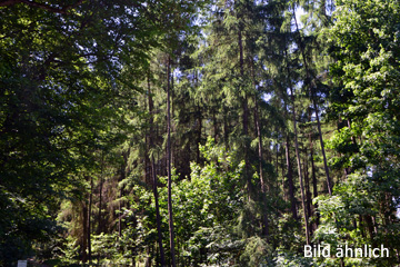 Ca. 1,75 ha Forstfläche bei Reichenbach in Thüringen