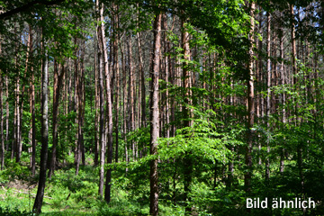 Ca. 3,5 ha Forstfläche bei Finsterwalde