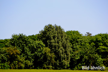 Ca. 4 ha Wald u. Grünland bei Neu Zauche / Spreewald
