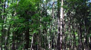 Wald-073