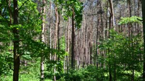 Wald-053