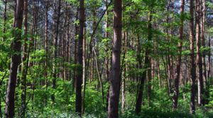 Wald-009