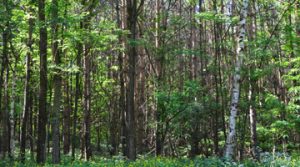 Wald-013