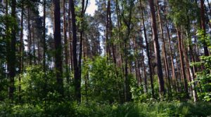 Wald-008