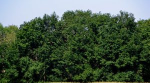 Wald-015