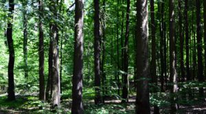 Wald-031