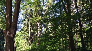 Wald-036