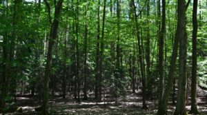 Wald-049