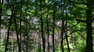 Wald-043